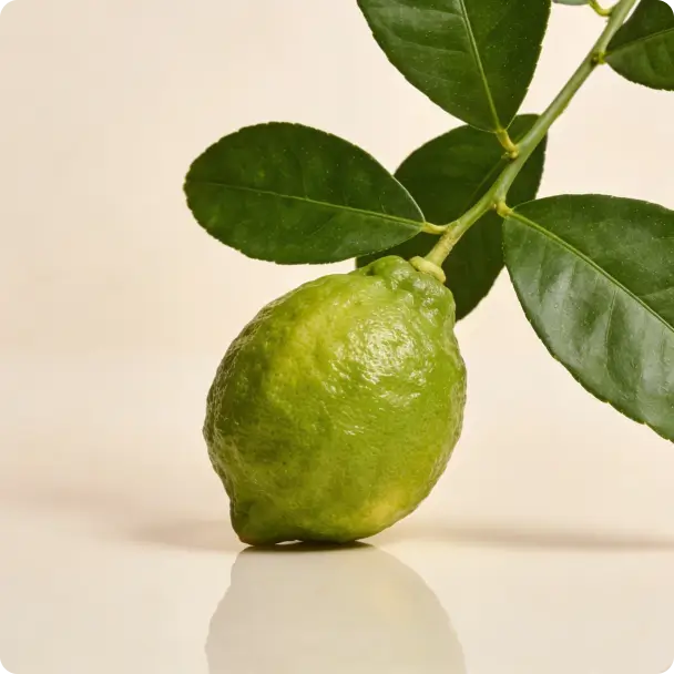 Bergamot