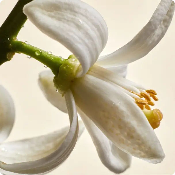 Neroli