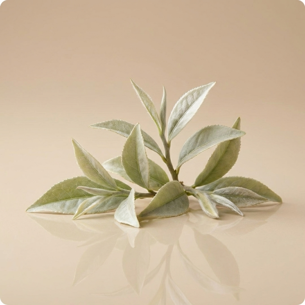White Tea
